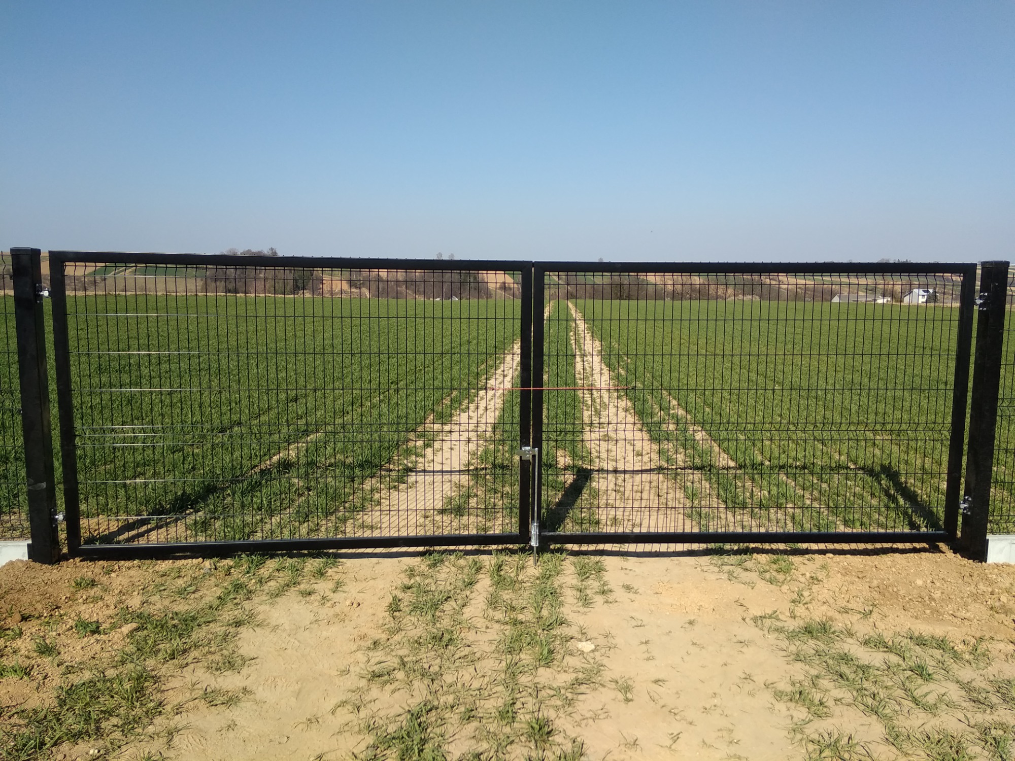 Dwuskrzydłowa brama z czarnej siatki ogrodzeniowej, zamykana na prosty zamek, prowadząca na polną drogę przez zielone pole, widok w słoneczny dzień.