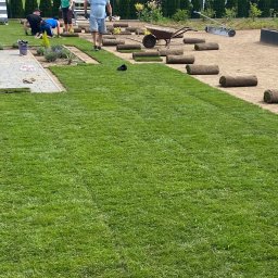 Green Gardens Group Krzysztof Odzioba - Układanie trawy z rolki w ogrodzie; widoczne rolki trawy, pracownicy, taczka i fragment ułożonej, zielonej trawy, a na niej czarny ptak.
