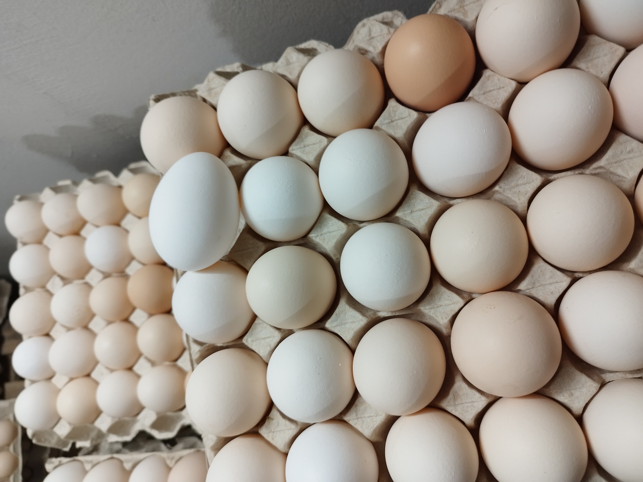 Kartonowe wytłaczanki wypełnione białymi i beżowymi jajami kurzymi, widoczne z góry, z delikatnym oświetleniem.