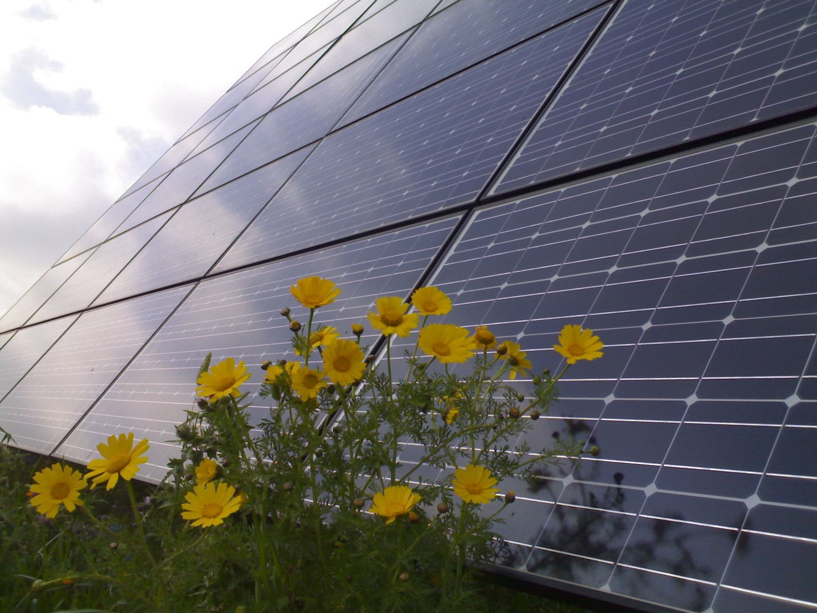 Panel słoneczny w Jabłonnie z kwitnącymi żółtymi kwiatami na pierwszym planie, odbijający pochmurne niebo.