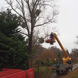 BEST LIFT Marcin Leśniewski - Pracownik w koszu podnośnika tnie gałęzie drzewa z jemiołą, widoczny samochód z podnośnikiem i czerwony bus firmy