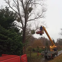 Pracownik w koszu podnośnika tnie gałęzie drzewa z jemiołą, widoczny samochód z podnośnikiem i czerwony bus firmy
