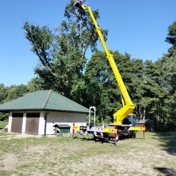 Wycinka drzew Police 2