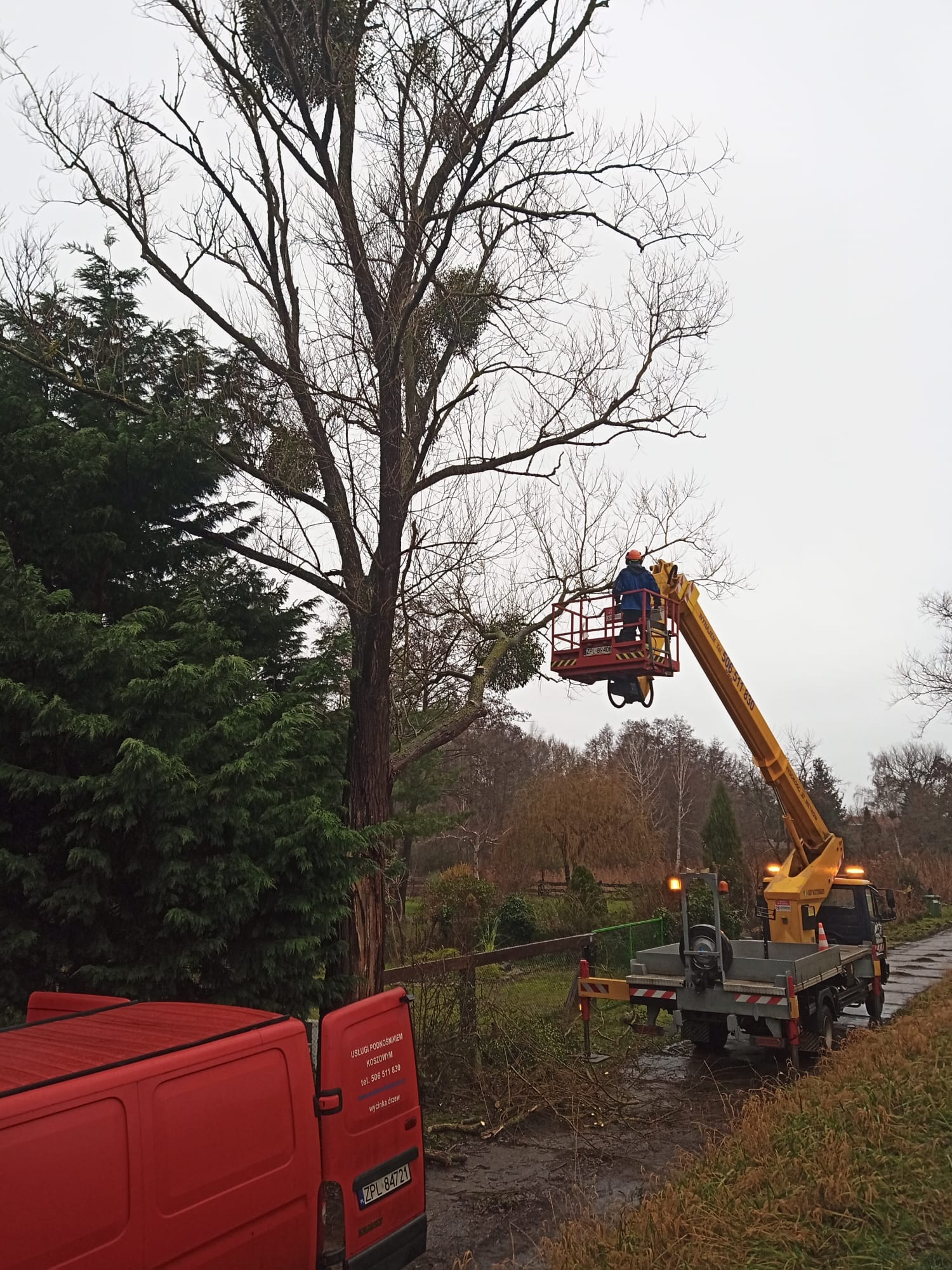 Pracownik w koszu podnośnika tnie gałęzie drzewa z jemiołą, widoczny samochód z podnośnikiem i czerwony bus firmy