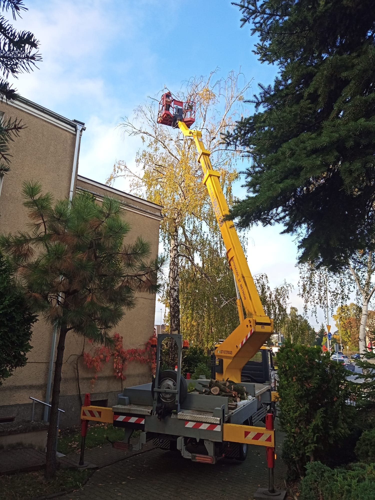 Żółty podnośnik koszowy z czerwoną platformą unosi pracownika przycinającego gałęzie drzewa liściastego obok budynku z bluszczem; na platformie leżą odcięte gałęzie.