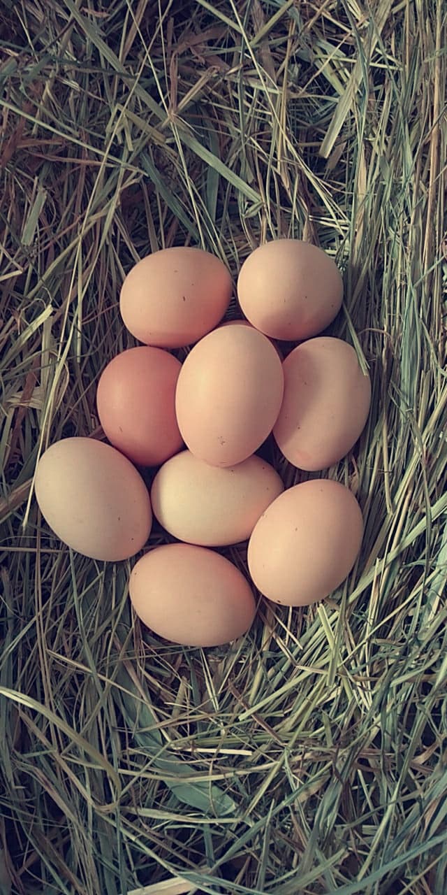 Dziewięć brązowych, świeżych produktów rolnych ułożonych w gnieździe ze słomy.