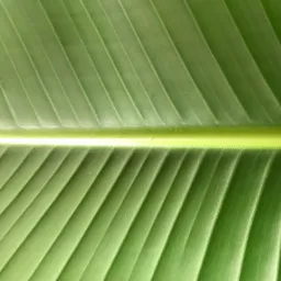 Zbliżenie na duży, soczyście zielony liść o wyraźnych, równoległych nerwach, oświetlony naturalnym światłem, ukazujący jego fakturę.