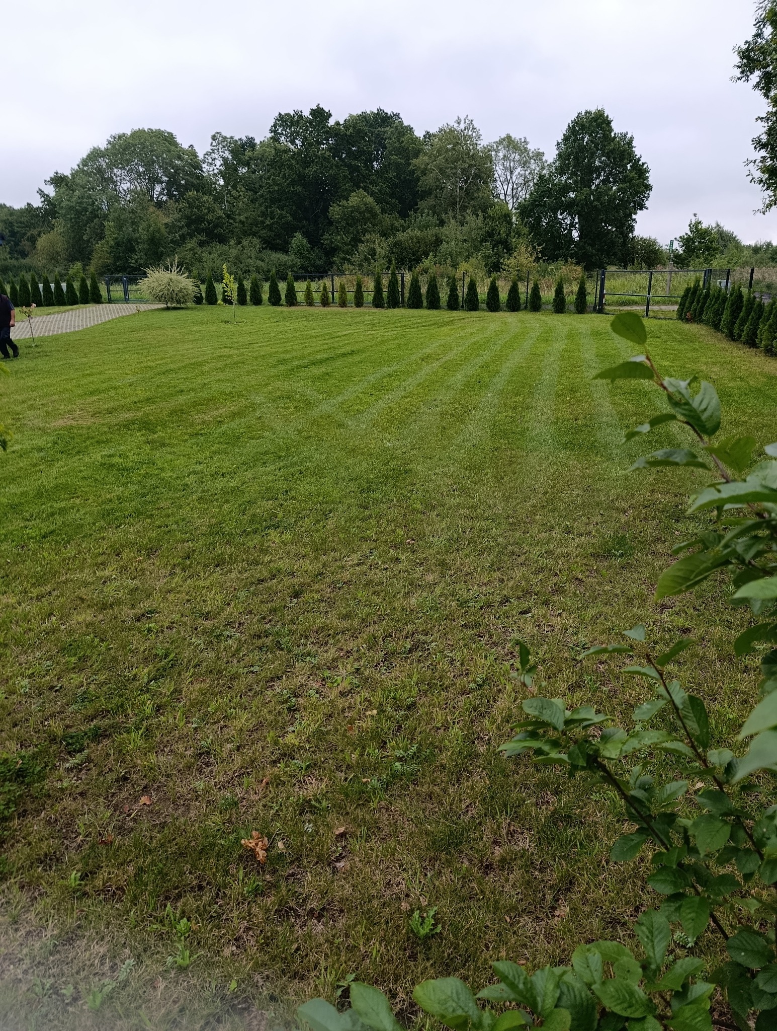Zadbany trawnik z geometrycznymi pasami po koszeniu, obrzeża z tuj, w tle drzewa. Widoczne ślady po kosiarce tworzące wzór. Częściowo widoczne krzewy na pierwszym planie.