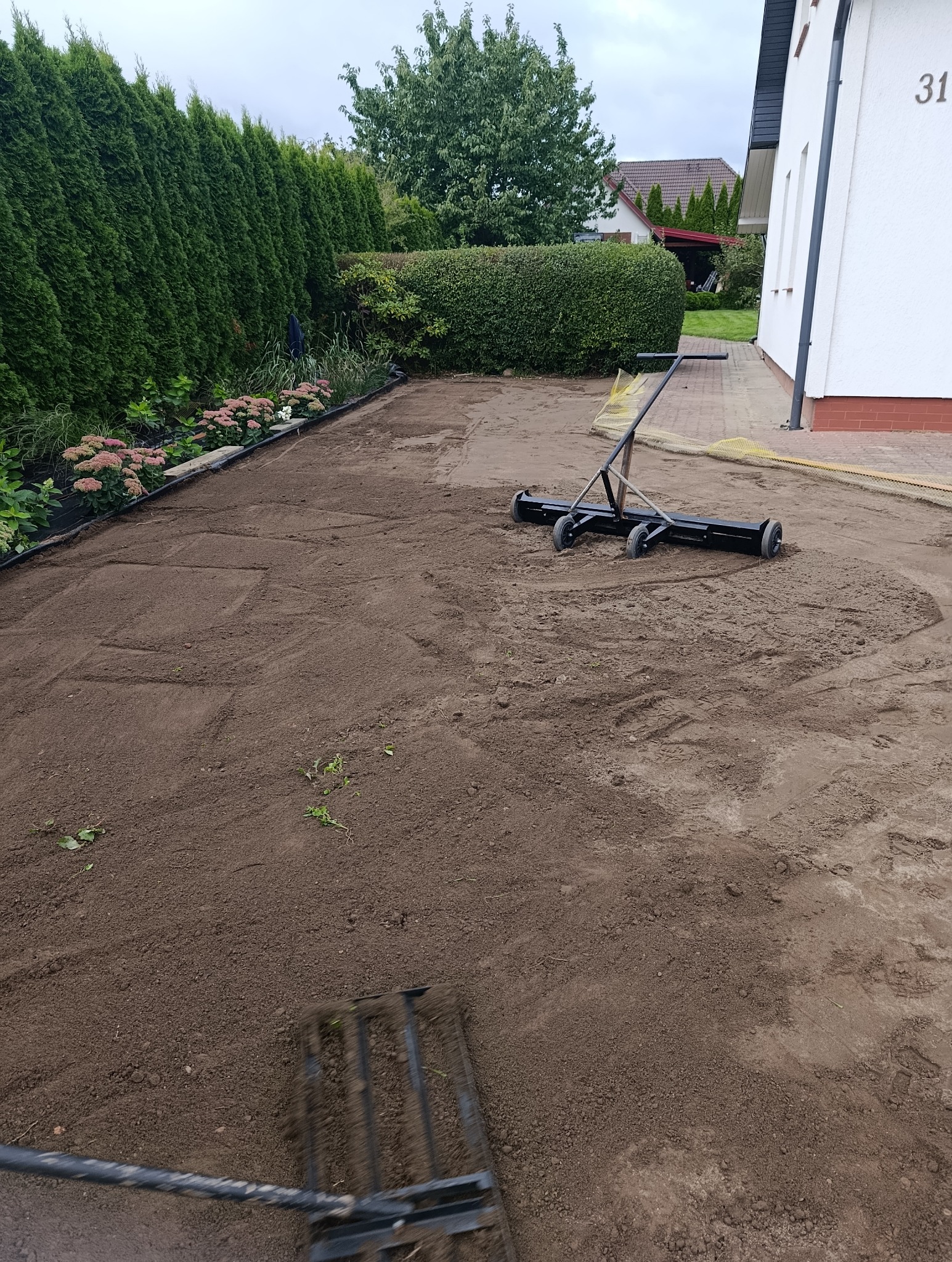 Przygotowanie podłoża pod trawnik: wyrównana ziemia z użyciem walca i grabi, widoczne ślady po narzędziach. W tle żywopłot i budynek z numerem 31.