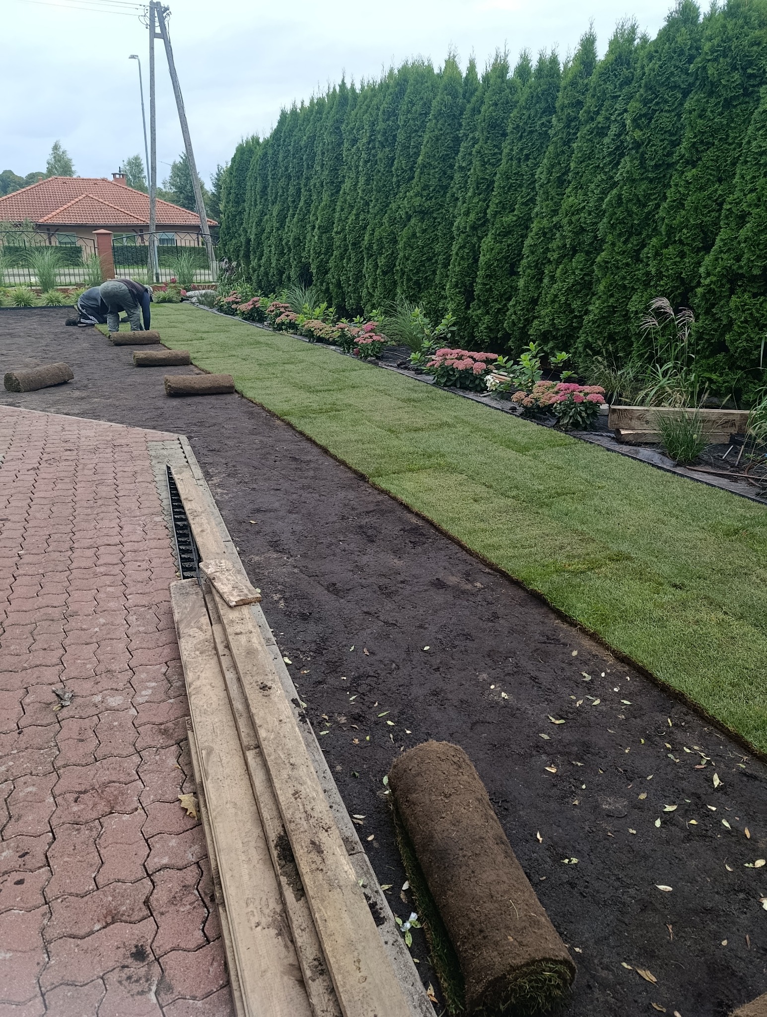 Układanie trawy z rolki w ogrodzie, widoczne fragmenty ułożonej trawy, rolki trawy, pracownicy w tle i rząd tuj. Świeżo założony trawnik.