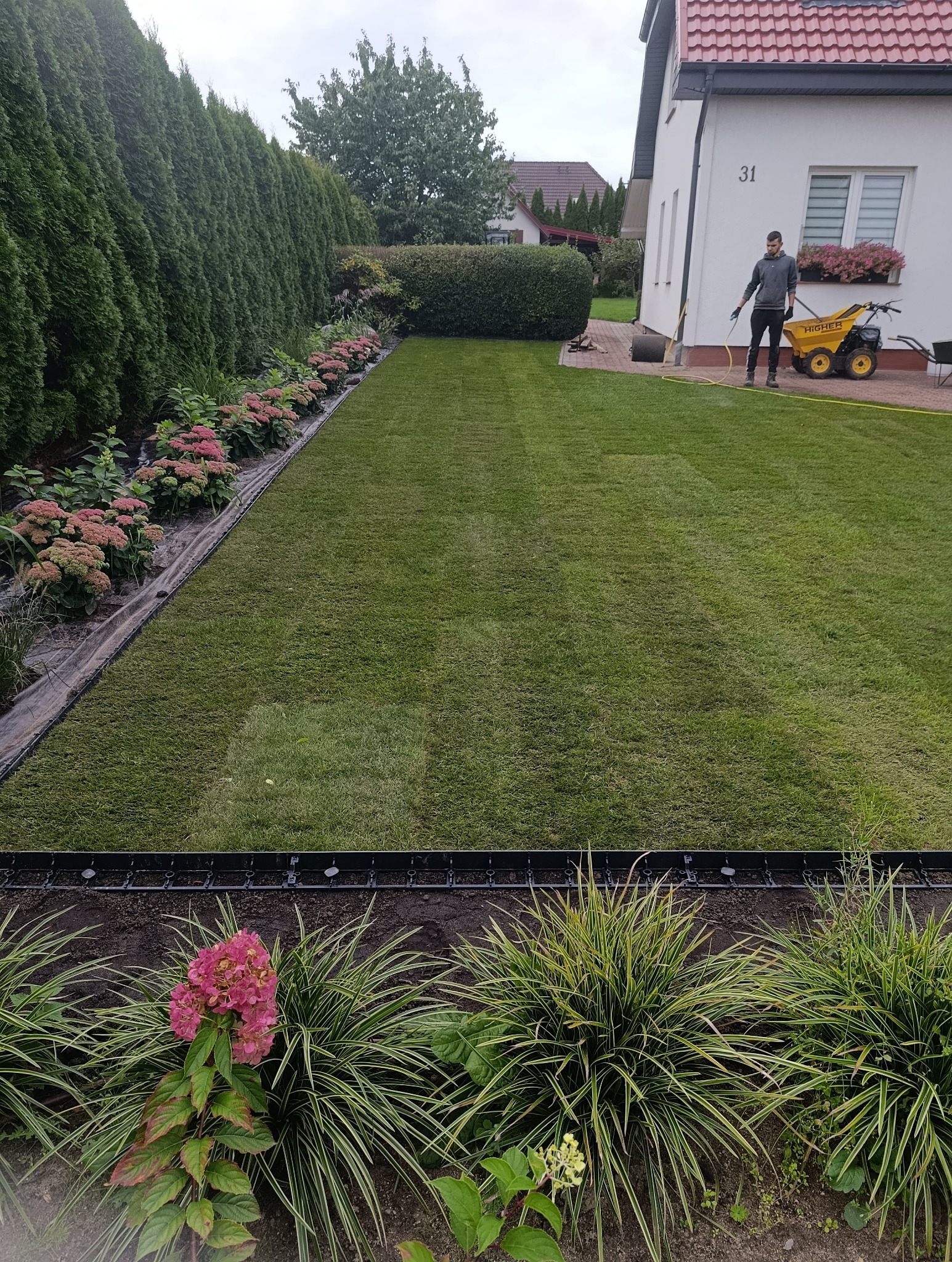Układanie trawy z rolki w ogrodzie przydomowym. Widoczny pracownik z wózkiem i wężem, nawadniający świeżo ułożony trawnik. W tle żywopłot i dom z numerem 31.