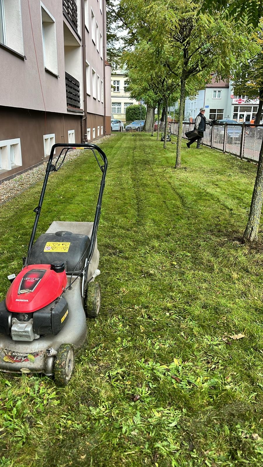 Świeżo skoszony trawnik w Białogardzie z widoczną kosiarką Honda i śladami koszenia, w tle budynek mieszkalny i drzewa. Praca w toku, widoczny pracownik.