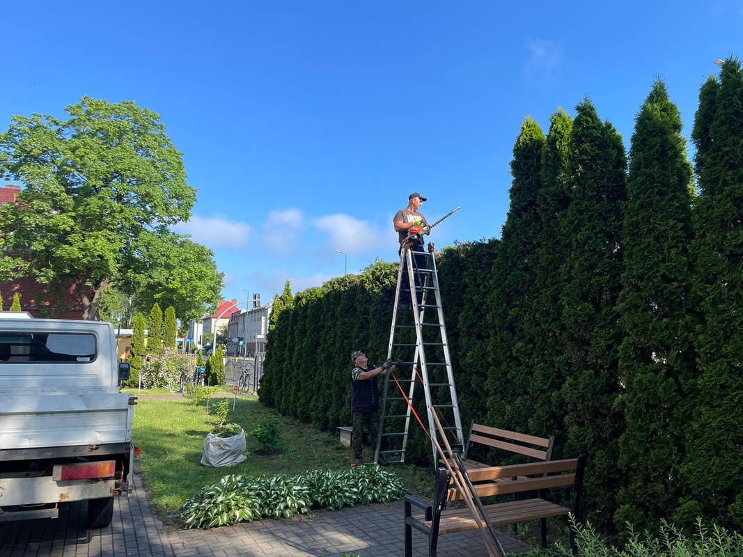 Dwóch mężczyzn przycina wysoki żywopłot z tuj za pomocą nożyc elektrycznych, stojąc na drabinie. Widoczny samochód dostawczy i ławka.