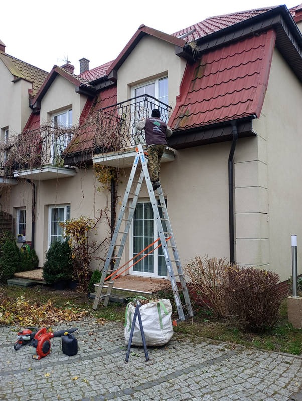 Pracownik na drabinie, przy balkonie domu, usuwa suche pnącza. Obok leżą narzędzia i worek na odpady. Widoczne czerwone dachówki i beżowa elewacja budynku.