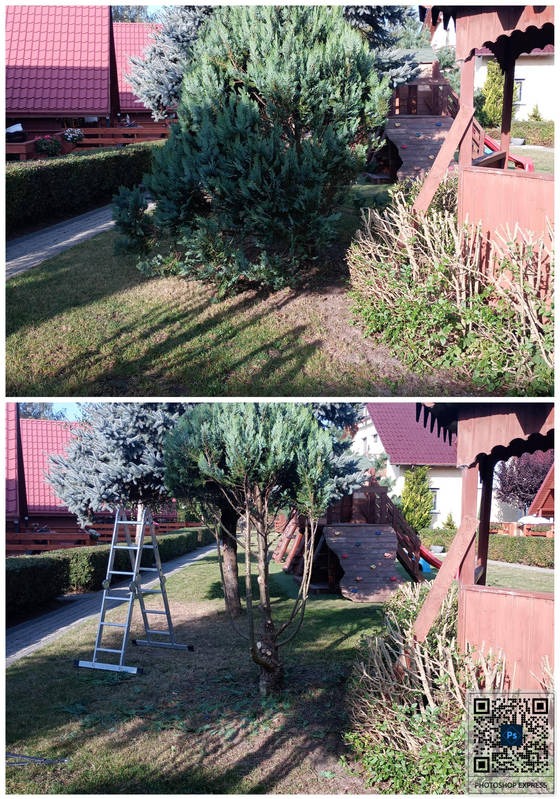 Zdjęcie przed i po przycinaniu krzewów w ogrodzie. Na dolnym zdjęciu widoczna drabina oparta o drzewo. W tle domy z czerwonymi dachami i plac zabaw.