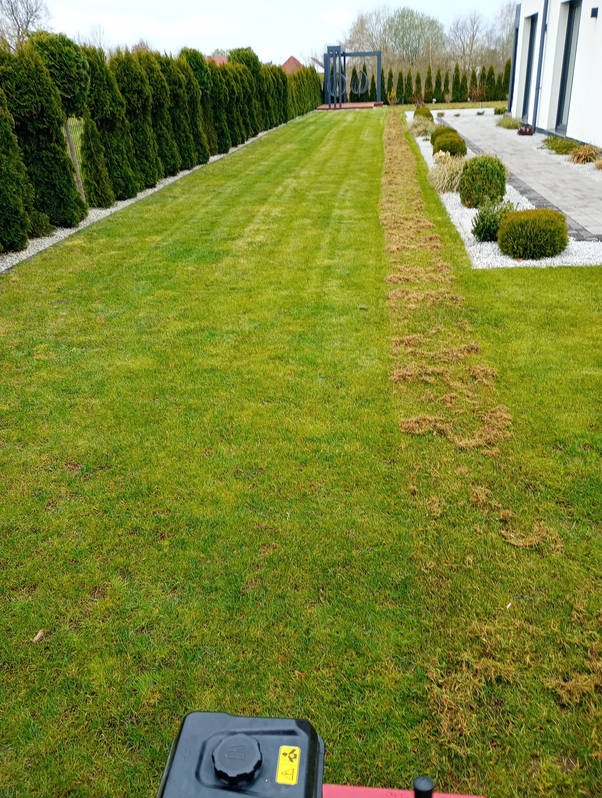 Świeżo skoszony trawnik z widocznym pasem po wertykulacji, obok żywopłot z tuj i jasna kostka brukowa. W tle altana ogrodowa i budynek.