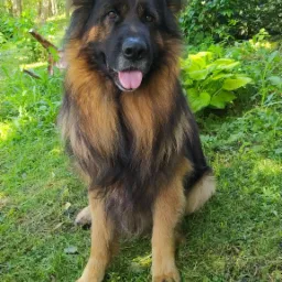 Długowłosy owczarek niemiecki siedzi na trawie w ogrodzie, z widocznymi drzewami w tle.