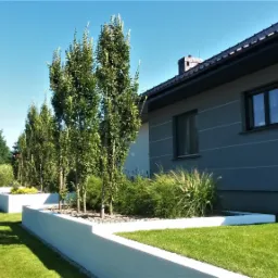 Nowoczesny ogród przydomowy z równo przystrzyżonym trawnikiem, podwyższonymi rabatami w białej obudowie, strzyżonymi żywopłotami i smukłymi drzewami liściastymi.