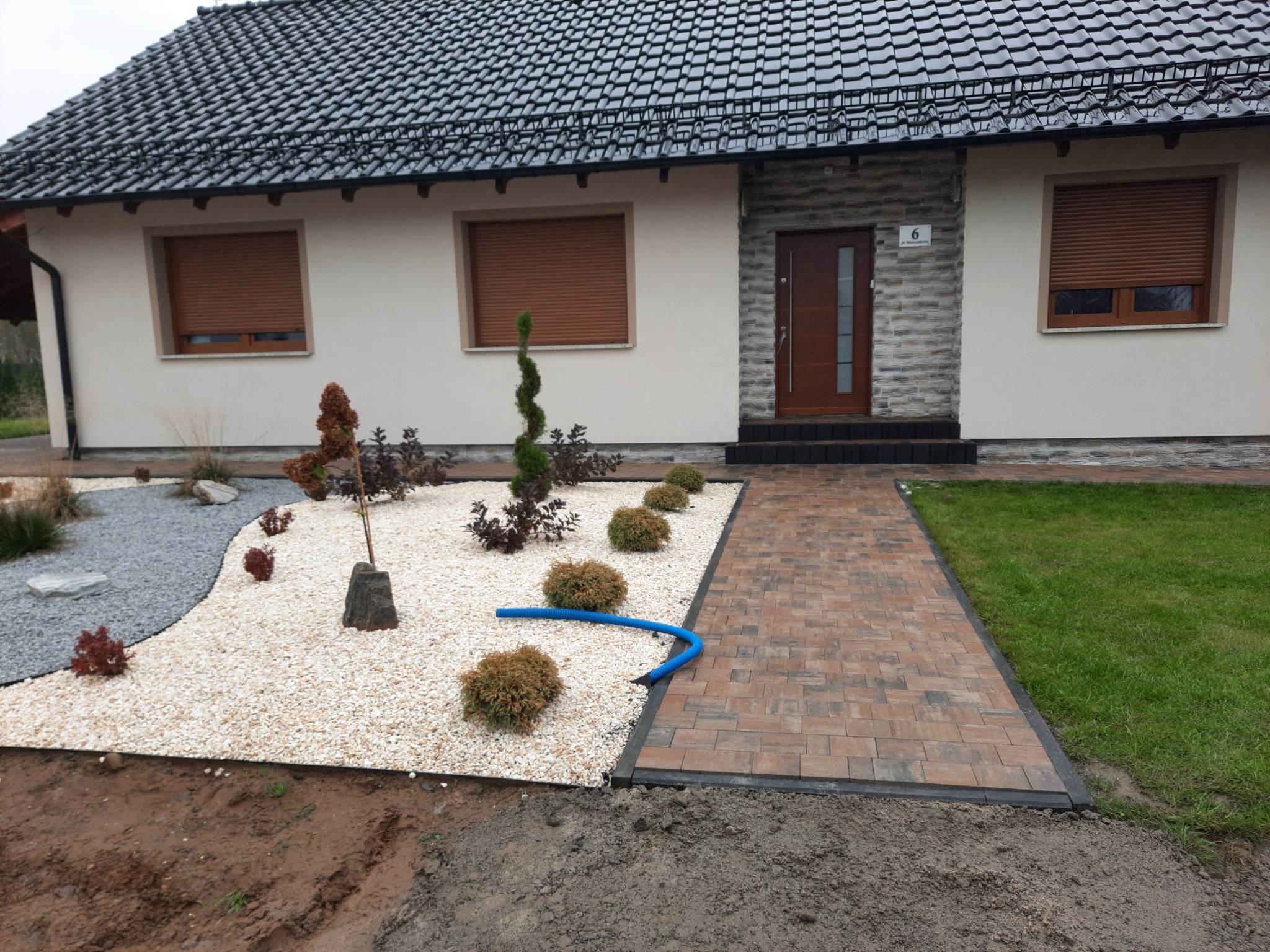 Ogród przed domem z ścieżką z kostki, rabatą z białego kamienia, ozdobnymi krzewami i niebieskim wężem drenażowym.