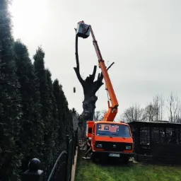 Pomarańczowy podnośnik koszowy przy częściowo wyciętym drzewie, obok rząd wysokich żywopłotów i altana ogrodowa.