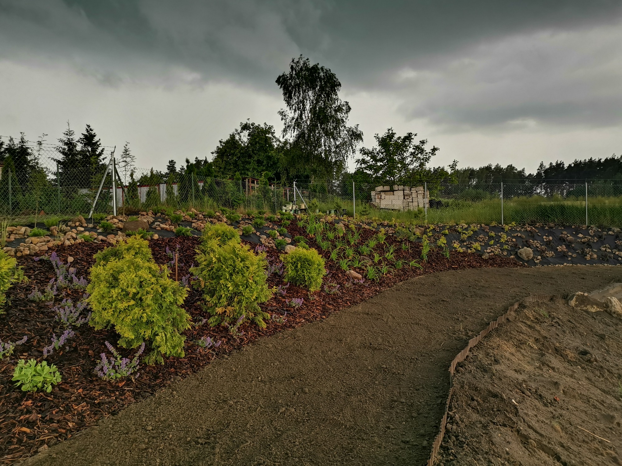 Świeżo założony ogród w Starogardzie Gdańskim, z wysypaną korą rabatą, młodymi tujami i ścieżką z ziemi, na tle pochmurnego nieba i ogrodzenia z siatki.