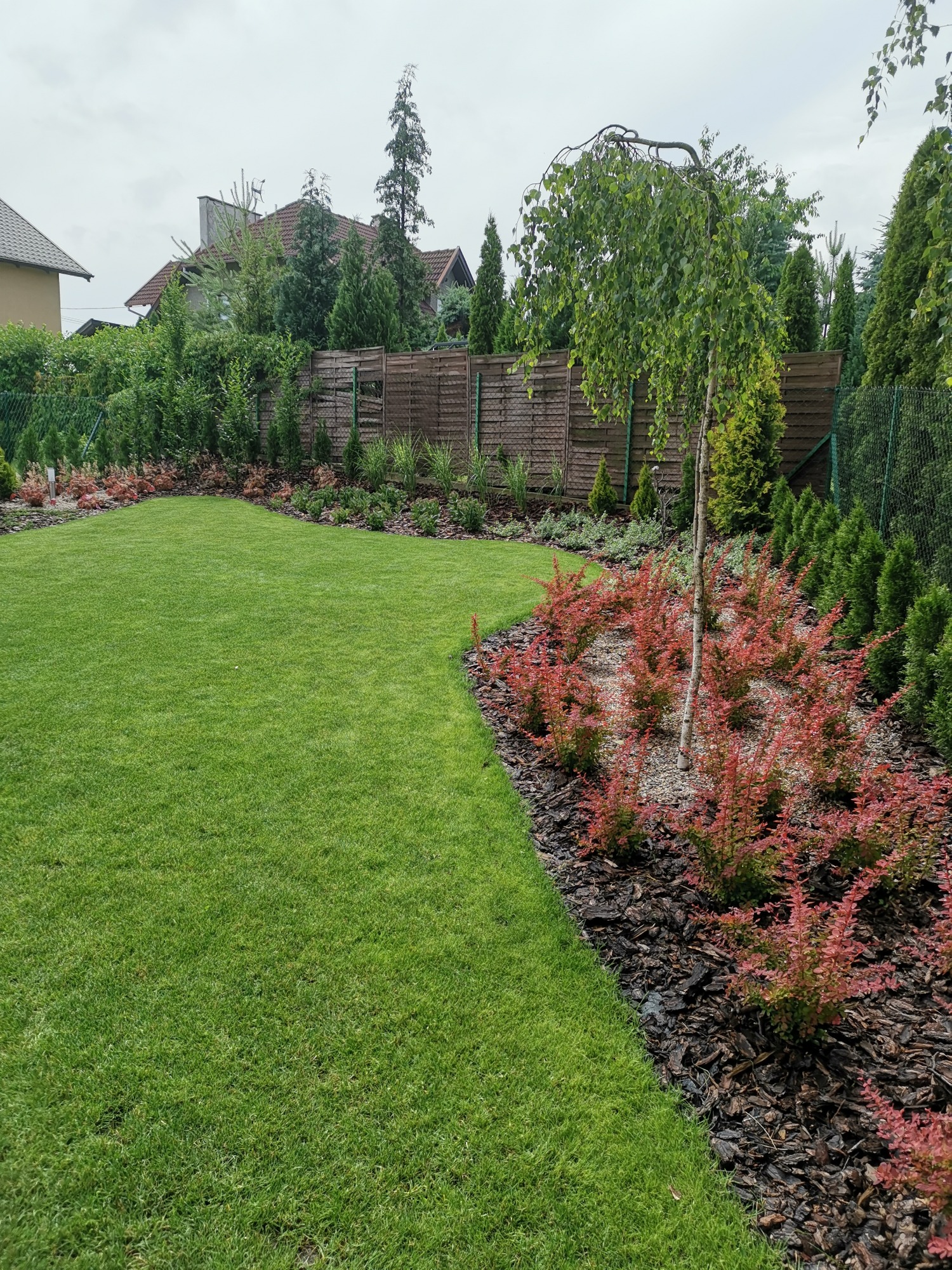 Starannie utrzymany trawnik z równo przystrzyżoną trawą, obrzeża z kory i niskich krzewów o czerwonych liściach, oraz płacząca brzoza na tle drewnianego płotu i zielonych drzew.