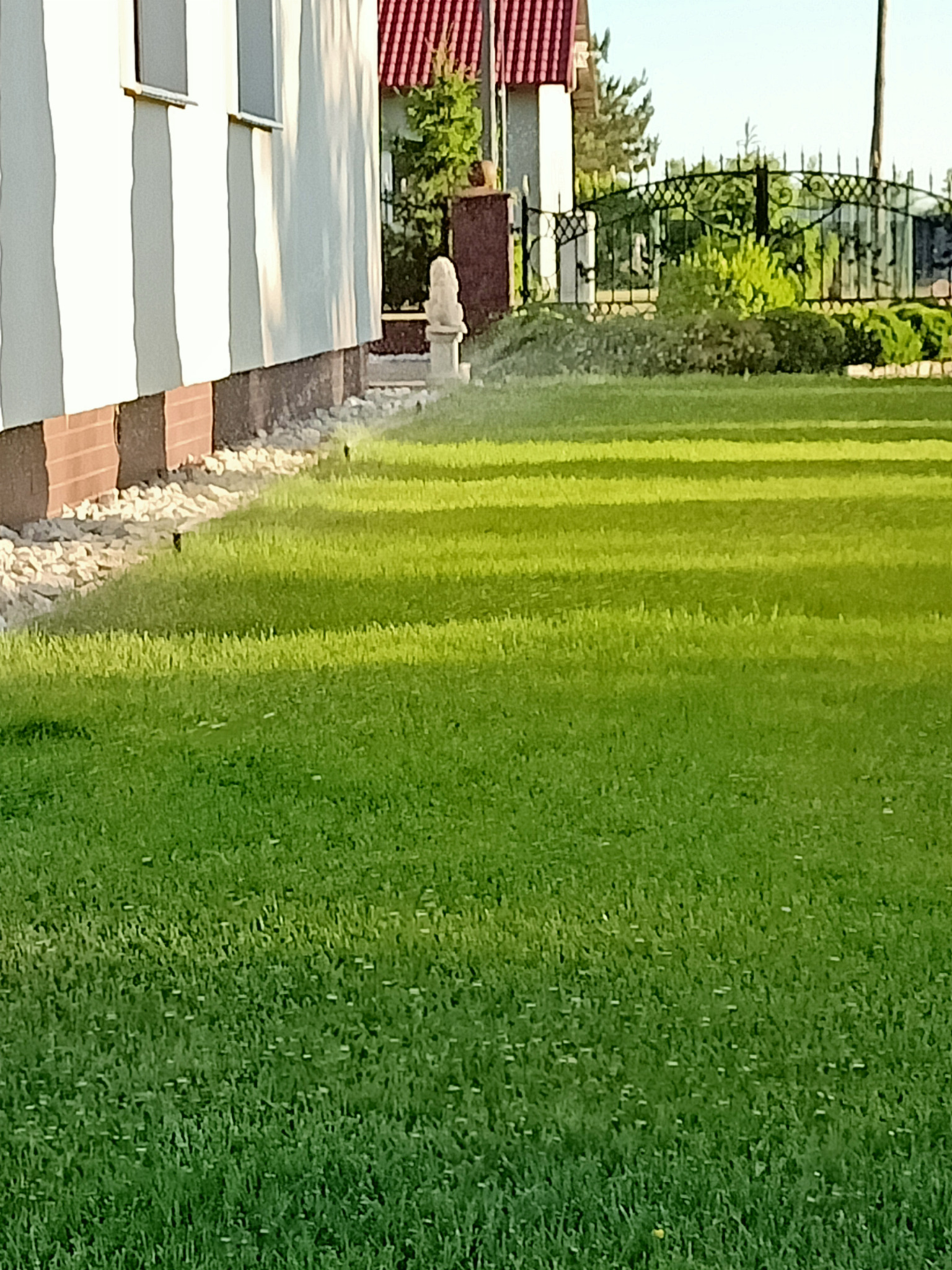 Automatyczne nawadnianie trawnika zraszaczami przy domu, widok na zadbany ogród i dekoracyjną bramę w tle, oświetlone popołudniowym słońcem.