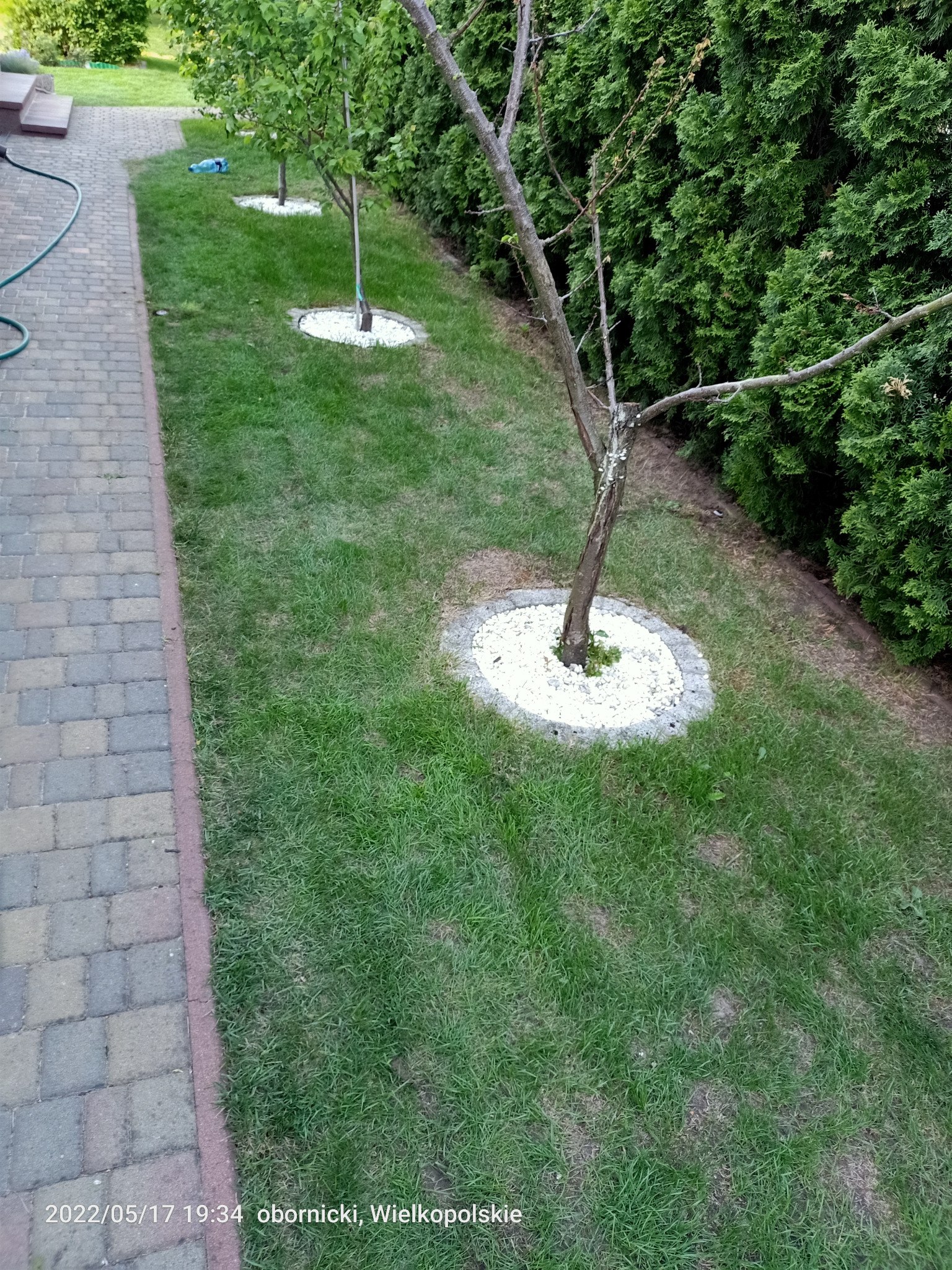 Ujęcie z góry na trawnik z drzewami, wokół których ułożono białe kamienie. W tle żywopłot z tui. Na lewo kostka brukowa i wąż ogrodowy.