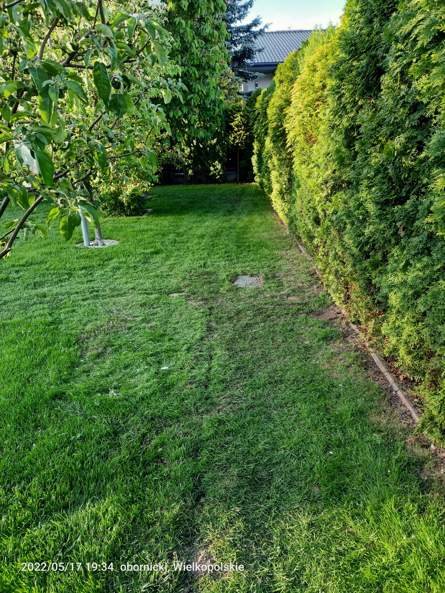 Zadbany trawnik z wytyczoną ścieżką, obramowany żywopłotem z tui i drzewami owocowymi w słoneczny dzień. Widoczne ślady po nawadnianiu.