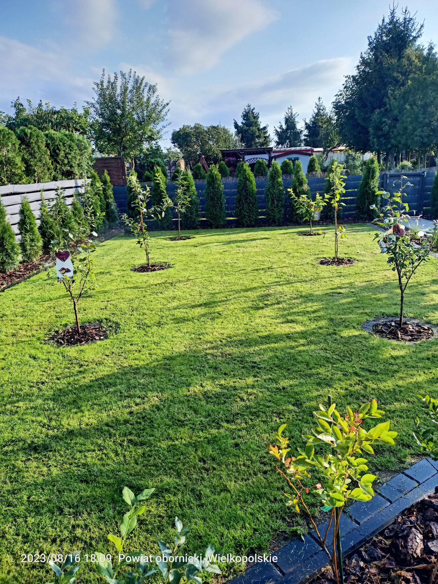 Zadbany trawnik z młodymi drzewkami owocowymi, obrzeża z kory i kostki brukowej, w tle rząd tuj i drewniany płot. Słoneczny dzień, równo skoszona trawa.