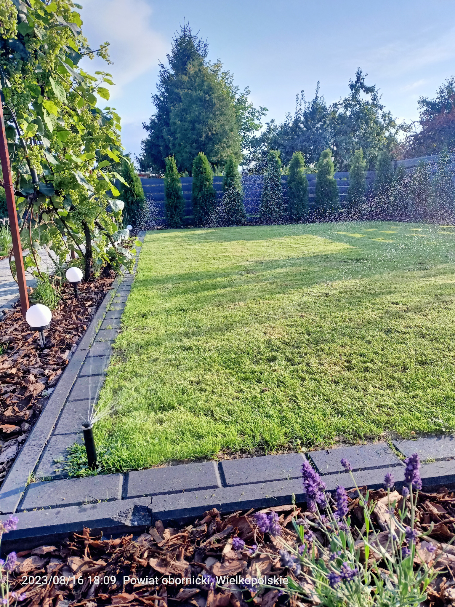 Zraszacze nawadniają równomiernie trawnik w ogrodzie. Widoczne kwiaty lawendy i lampy ogrodowe. System nawadniania w akcji, zieleń trawy i drzew w tle.