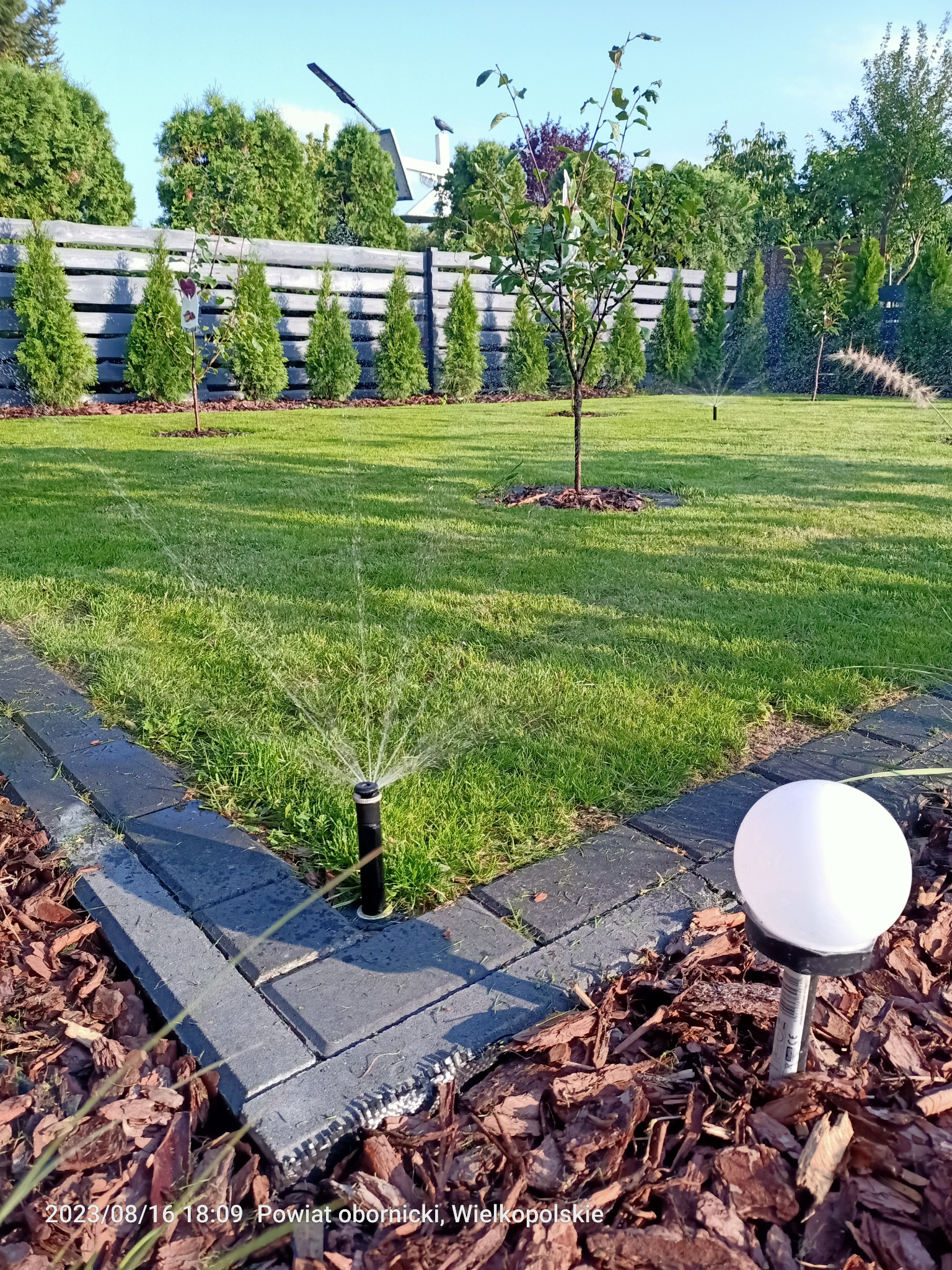 Zraszacz w akcji na zadbanym trawniku, obrzeża z kostki, młode drzewka, równo przycięty żywopłot i drewniany płot w tle. System nawadniania w ogrodzie.