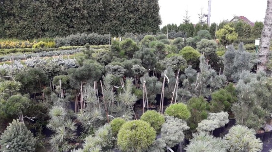 Szeroki wybór drzew i krzewów iglastych w szkółce, różne gatunki i formy, niektóre z podpórkami, widok z bliska.
