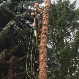 Arborysta w czerwonym kasku, zabezpieczony linami, przycina pień drzewa piłą łańcuchową na tle zielonych drzew.