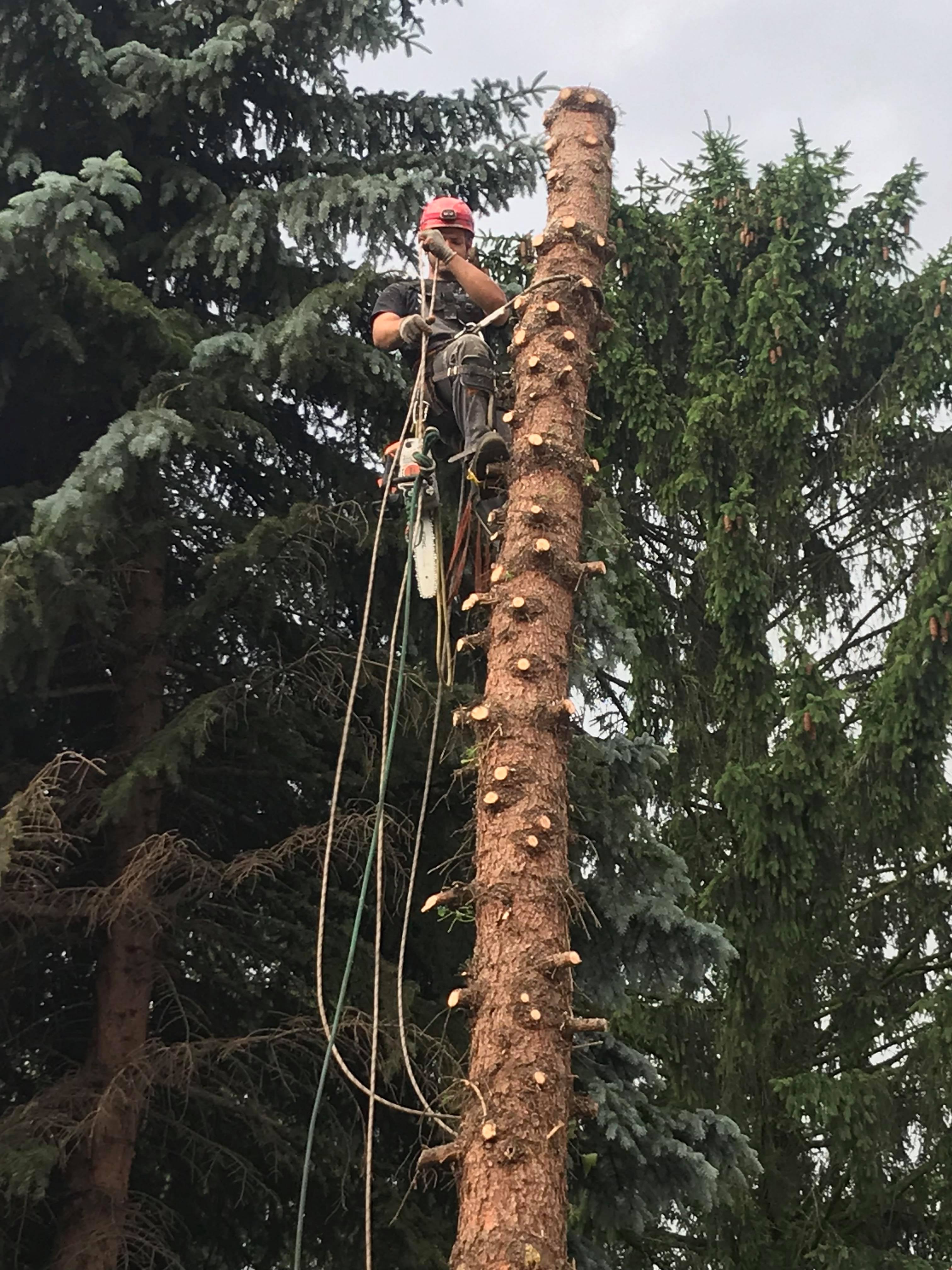 Arborysta w czerwonym kasku, zabezpieczony linami, przycina pień drzewa piłą łańcuchową na tle zielonych drzew.