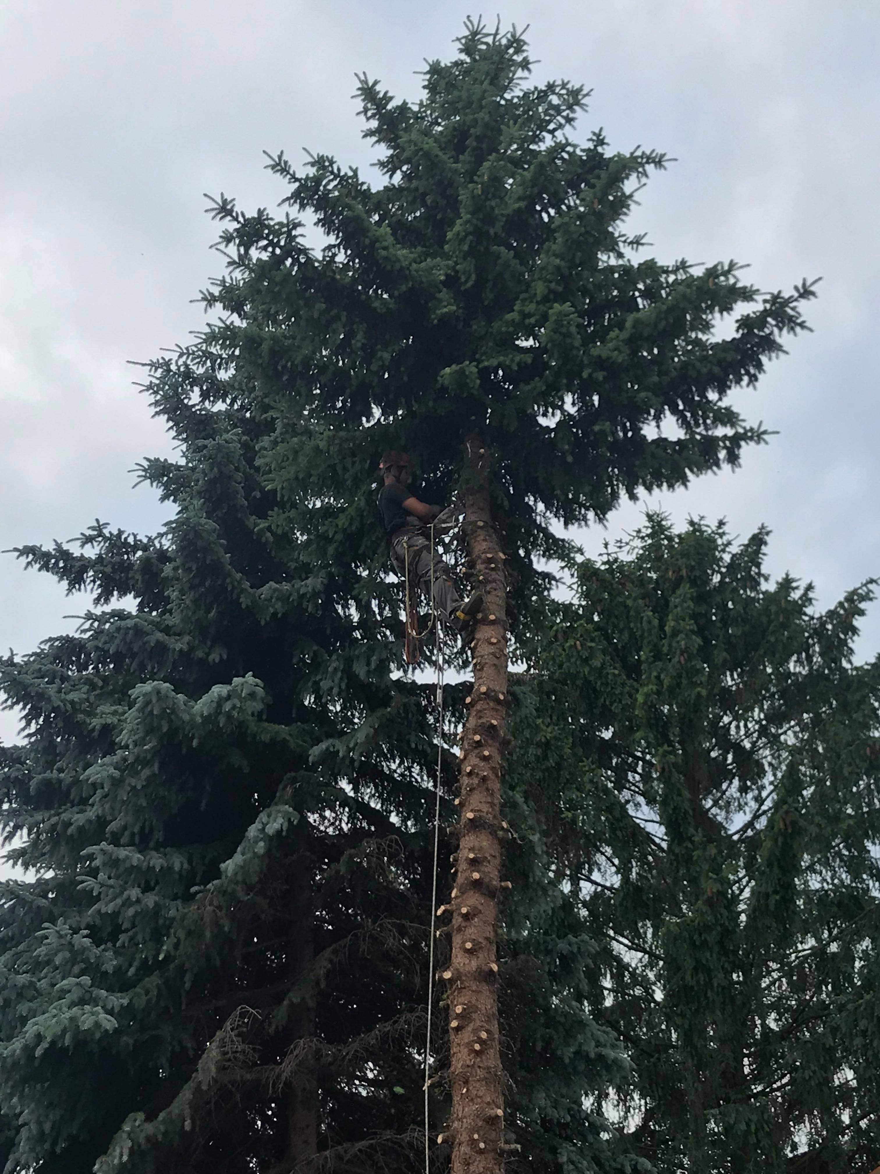 Arborysta w kasku i uprzęży, podczas przycinania wysokiej choinki z użyciem liny, widoczne liczne miejsca po obciętych gałęziach na pniu.