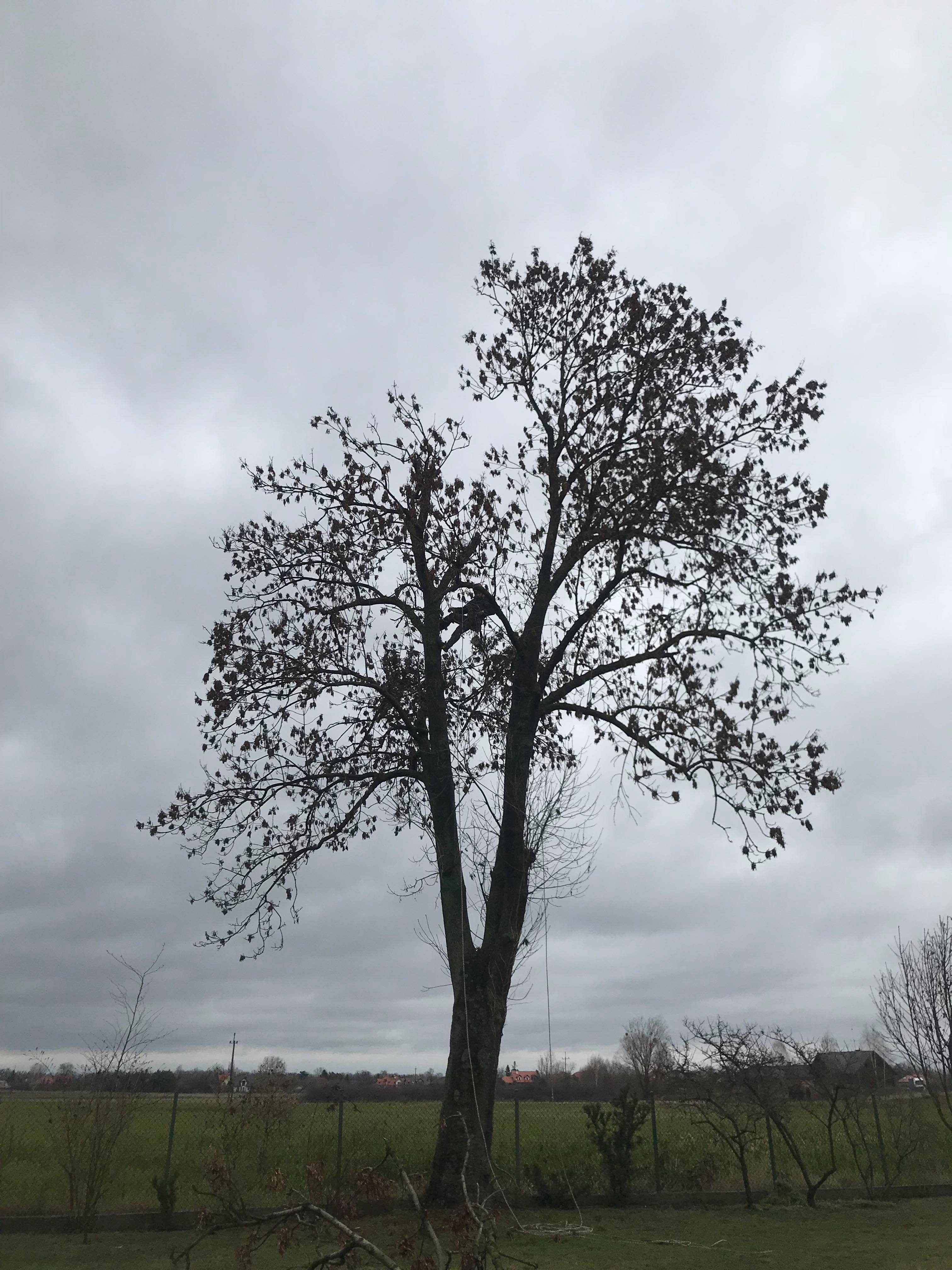 Pracownik na drzewie podczas przycinania gałęzi, widoczne liny zabezpieczające, na tle pochmurnego nieba i zielonego pola za ogrodzeniem.
