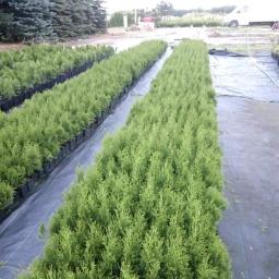 Sadzonki Gruszów mały 2