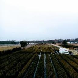 Sadzonki Gruszów mały 4