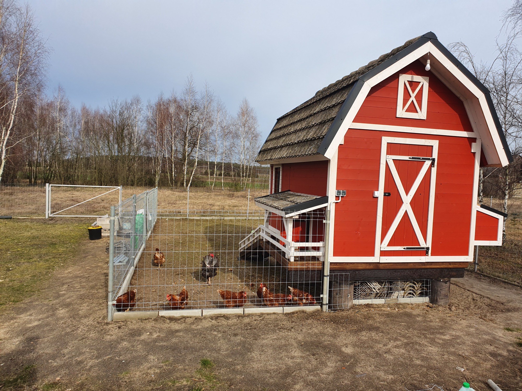 Czerwony kurnik z białymi detalami, otoczony metalowym ogrodzeniem, na tle drzew bez liści.