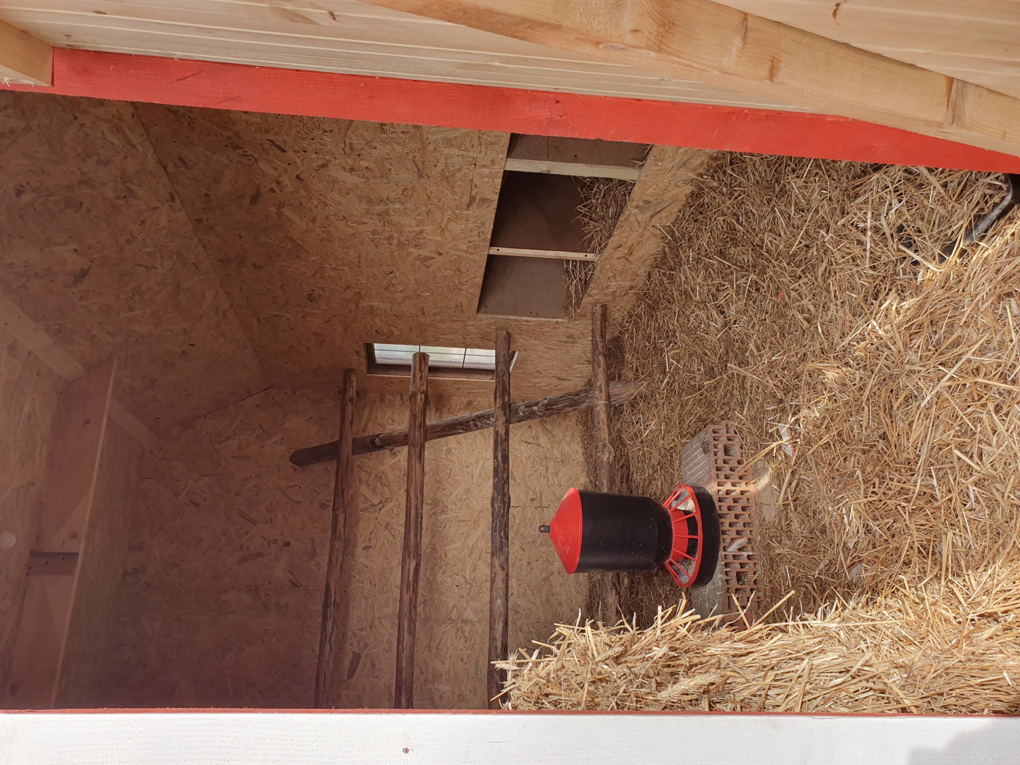 Wnętrze drewnianej konstrukcji w Krzymowie, prawdopodobnie kurnika, wyłożone słomą z drabinką i karmnikiem dla drobiu.