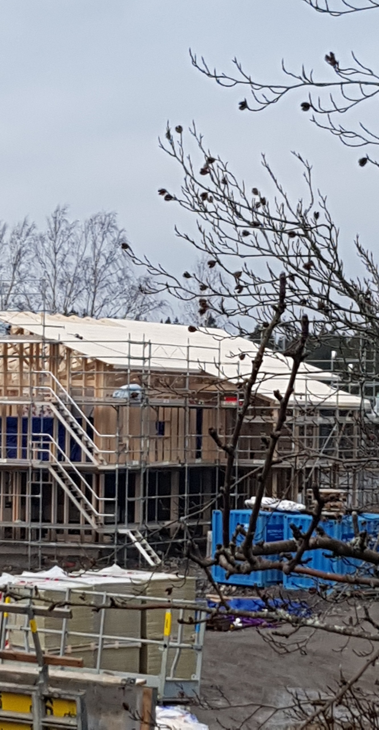 Wznoszona konstrukcja szkieletowa budynku, widok przez gałęzie drzewa, z widocznymi rusztowaniami i materiałami budowlanymi