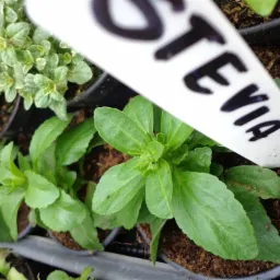 W sprzedaży zioła...