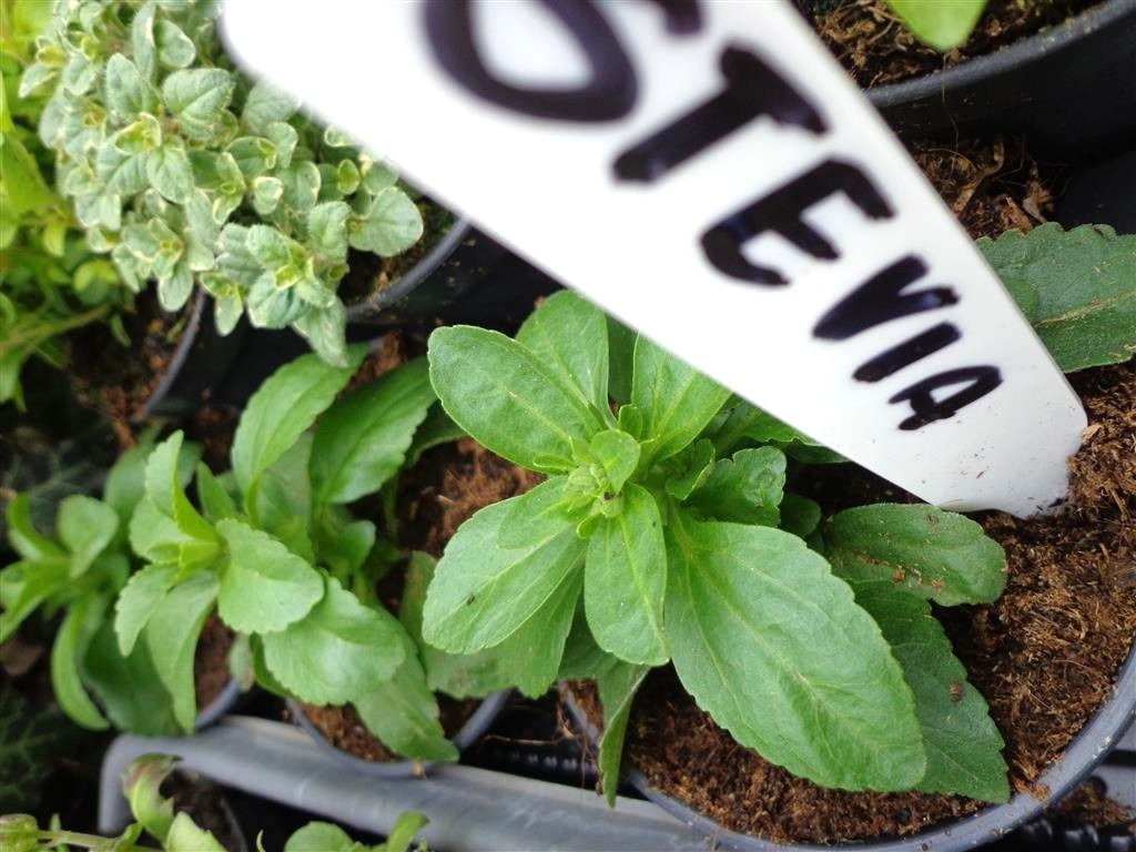 W sprzedaży zioła...