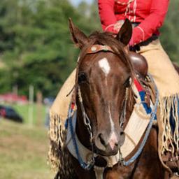 Wszystko dla konia i jeźdźca Sklep Jeździecki PRO HORSE artykuły jeździeckie