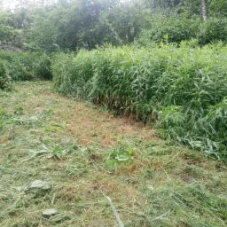 Świeżo skoszona trawa na tle bujnej zieleni, widoczne ślady koszenia i pozostawione źdźbła, w tle zarośla i drzewa.