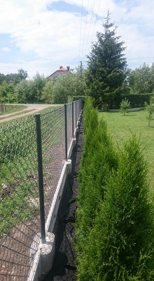 Długi, zielony żywopłot z tui szmaragdowej posadzony wzdłuż nowego ogrodzenia z siatki plecionej na betonowej podmurówce, widok z perspektywy ziemi w słoneczny dzień.