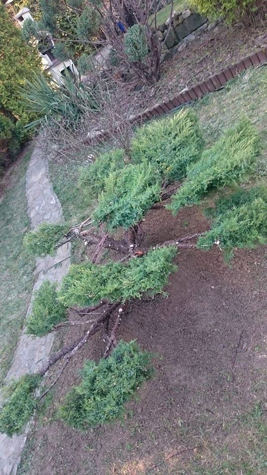 Widok z góry na świeżo posadzone krzewy iglaste, z widoczną ścieżką kamienną i elementami architektury ogrodowej w tle.