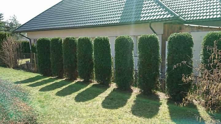 Równy szpaler wypielęgnowanych tuj szmaragdowych oddziela posesję od sąsiadów, rzucając długie cienie na trawnik w słoneczny dzień.