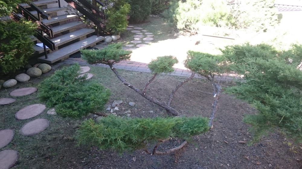 Formowane krzewy iglaste w ogrodzie, widoczne schody z kamienia i ścieżka z płyt.